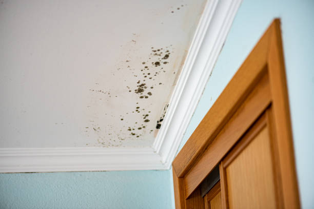 Best Commercial Mold Inspection  in Charlestown, IN